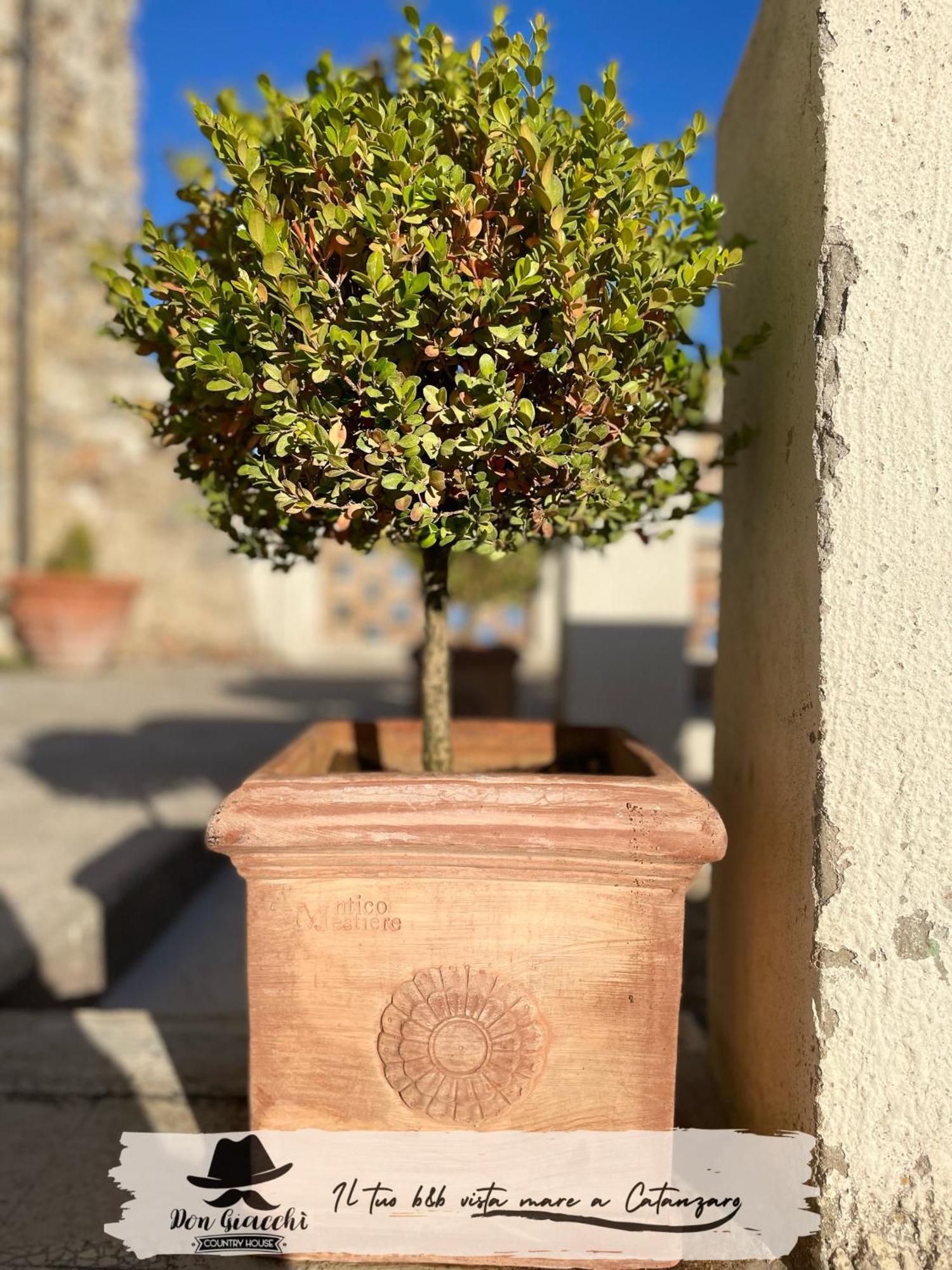 Don Giacchi Country House Катандзаро Екстериор снимка